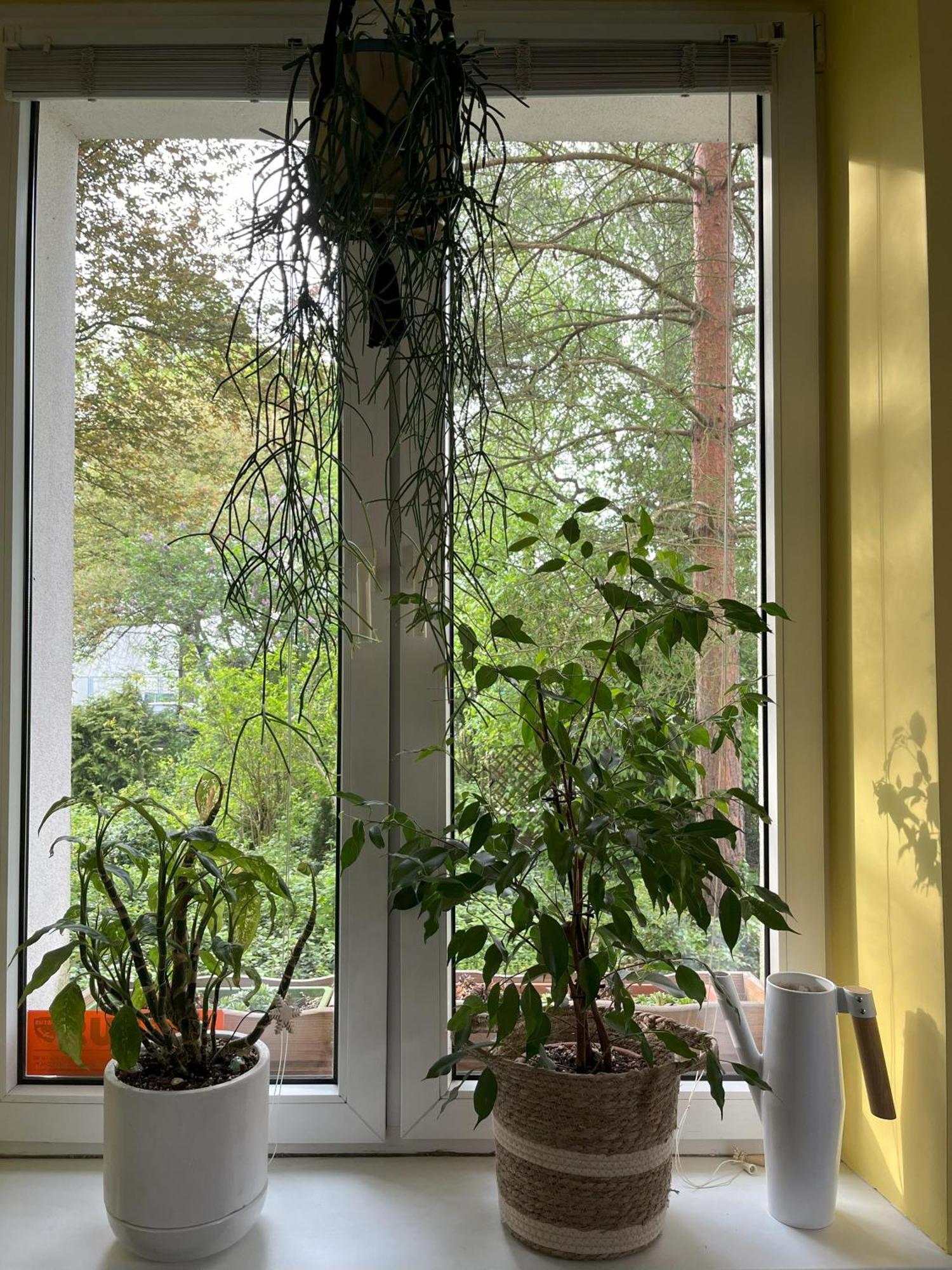 Greenthumb Praska كراكوفيا المظهر الخارجي الصورة